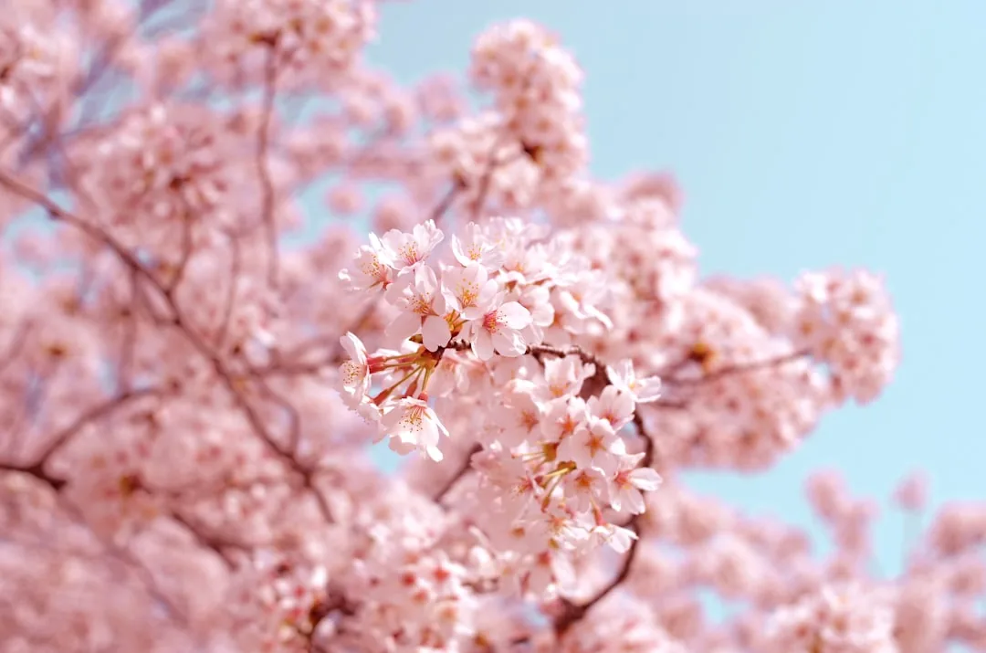 春の桜